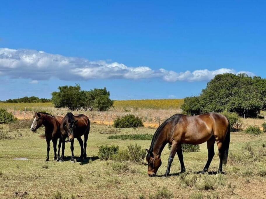 Owl Cottage - Living The Breede Malgas ภายนอก รูปภาพ